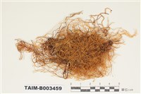 藏品(蔓苔科)的圖片